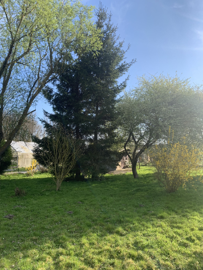 abattage-d-arbres