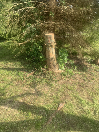 abattage-d-arbres