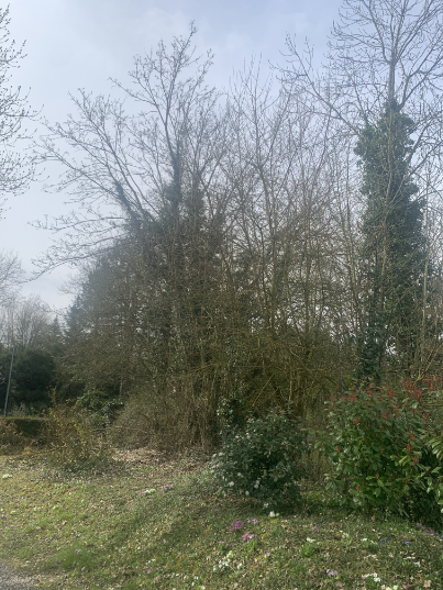 abattage-d-arbre