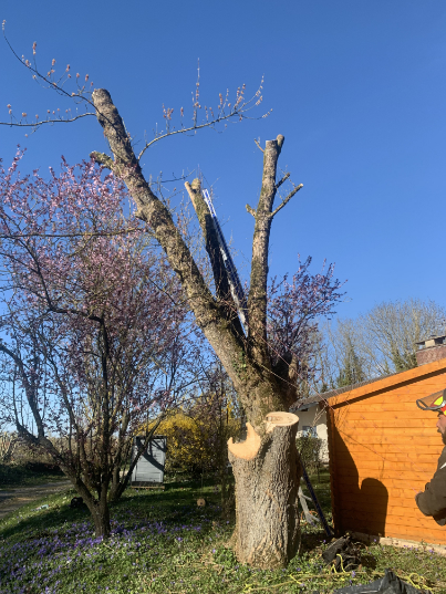 abattage-d-un-arbre