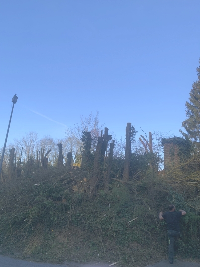 abattage-d-arbres