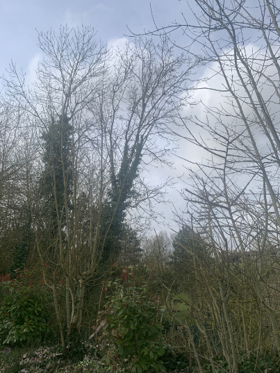 abattage-d-arbres