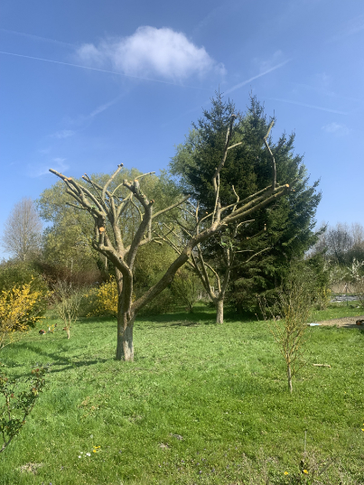 abattage-d-arbres