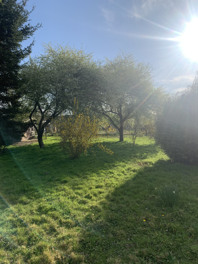 abattage-d-arbres
