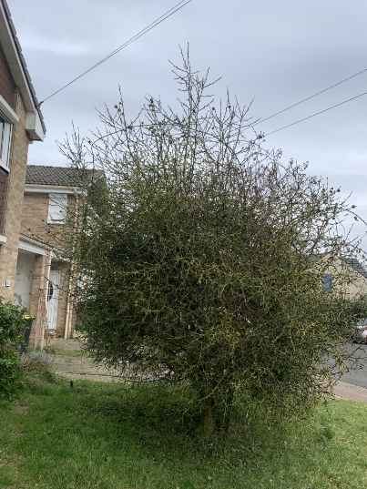 taille d'arbres fruitier