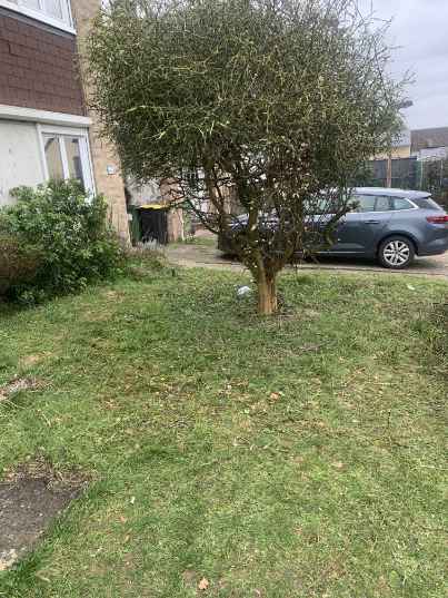 taille d'arbres fruitier