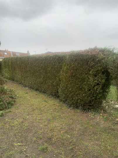 taille de haies