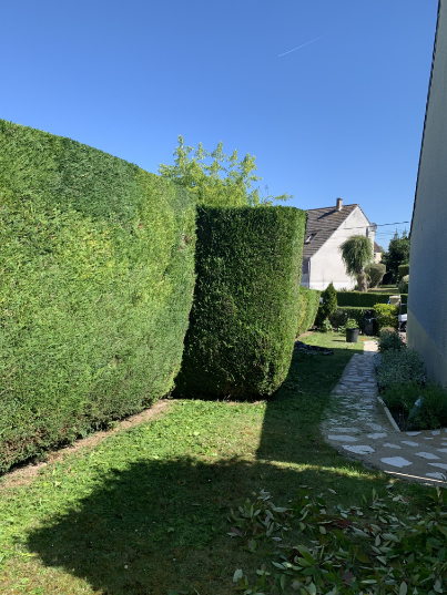 taille de haies